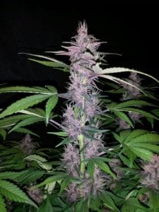 purple bud 1