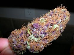 purple bud autofloraison