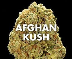 afghan-kush