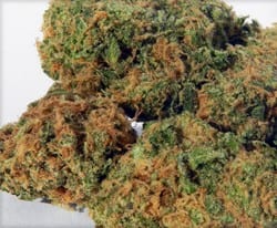 Mazar tete de cannabis