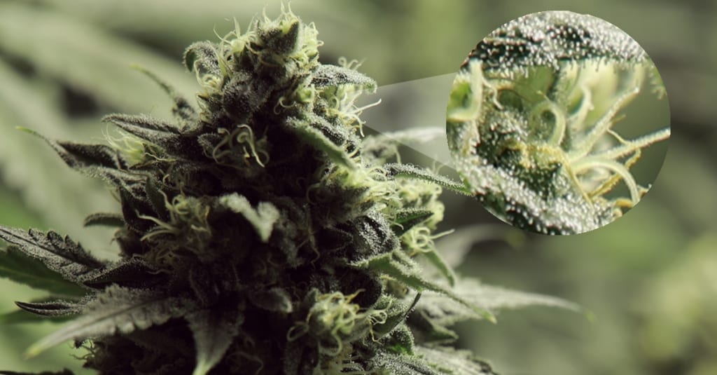 cannabis plant femelle trichome