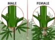comment-identifier-les-plantes-mâles-et-femelles-3
