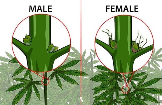 comment-identifier-les-plantes-mâles-et-femelles-3
