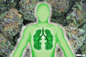 cannabis-poumons