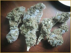 Fleurs-cannabis-moisies