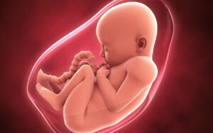 foetus-bebe