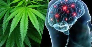 cannabis et cerveau