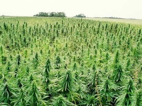 champ de cannabis