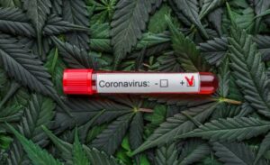 cannabis_and_covid