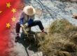 cannabis-in-china