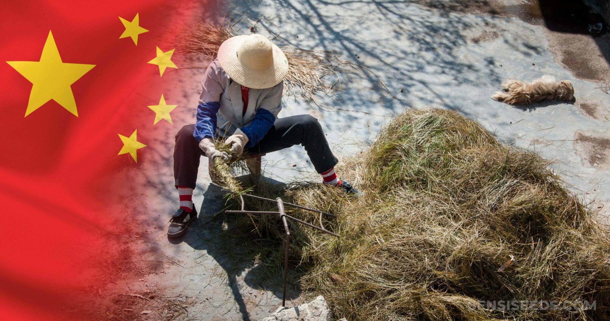 cannabis-in-china