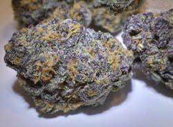 purple-bud